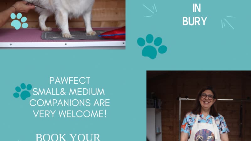 A white fluffy dog standing on a grooming table being brushed