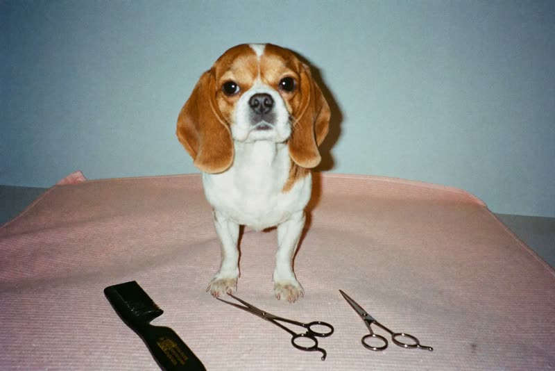 A small dog standing calmly beside grooming combs and scissors