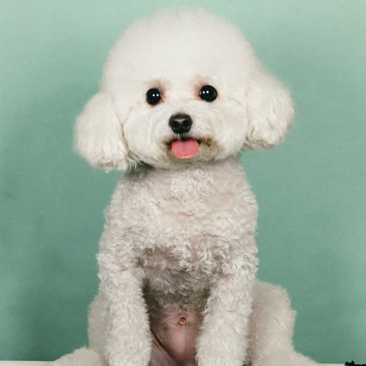 A freshly groomed small white dog sitting against a plain pastel background