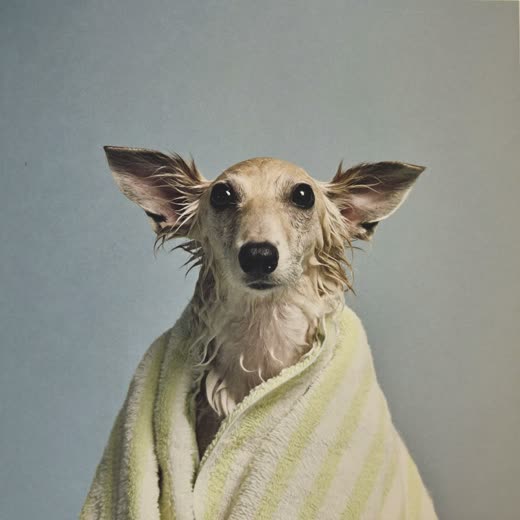 A small damp dog wrapped in a towel after a bath