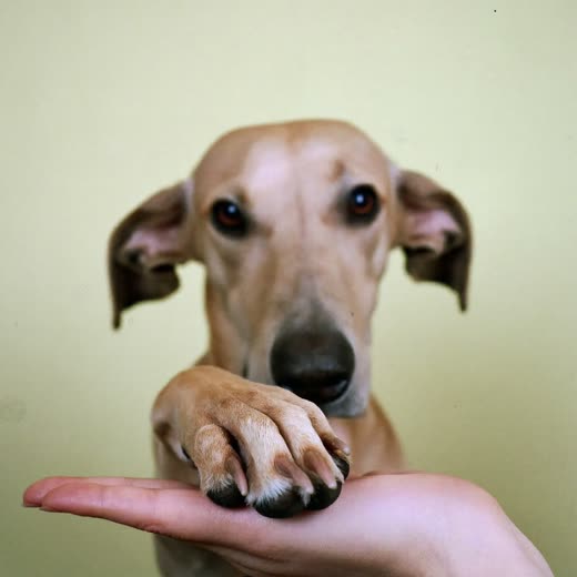 Close detail of a dog's paw with neatly trimmed nails resting on a hand