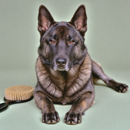 A medium double-coated dog with a freshly brushed-out coat beside a grooming brush