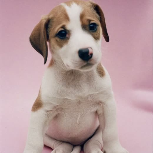 A small puppy sitting calmly against a plain pastel background